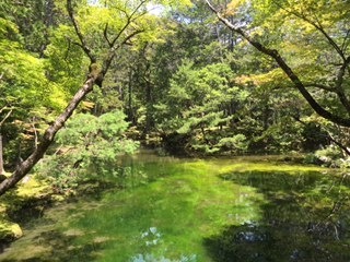 kokedera2.JPG